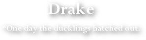 Drake
“One day the ducklings hatched out. 
